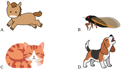 Trắc nghiệm Tiếng Anh lớp 1 Family and Friends Unit 3 Phonetics and Vocabulary (có đáp án)