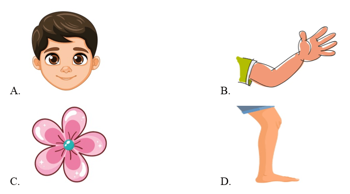Trắc nghiệm Tiếng Anh lớp 1 Smart Start Unit 4 Phonetics and Vocabulary (có đáp án)