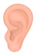 Trắc nghiệm Tiếng Anh lớp 3 Global Success Unit 4 (có đáp án): Our bodies