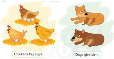 Tiếng Anh lớp 3 Phonics Smart Unit 12 Learn more: Laying eggs – Giving birth (trang 121)