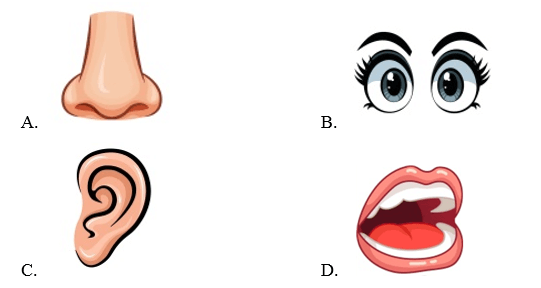 Trắc nghiệm Tiếng Anh lớp 4 Smart Start Unit 6 Phonetics & Vocabulary (có đáp án)