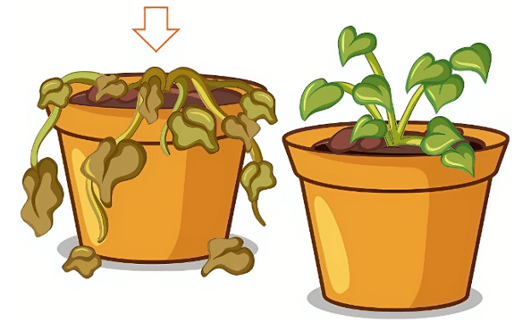 Trắc nghiệm Tiếng Anh lớp 5 Family and Friends Unit 7 Phonetics and Vocabulary