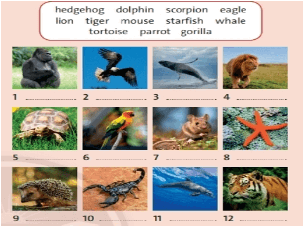 Match the animals in the box with photos 1-12. Listen to the song. Which  animal is not in the song?