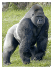 Trắc nghiệm Tiếng Anh 6 Unit 3 (Friends plus có đáp án): Vocabulary and Grammar