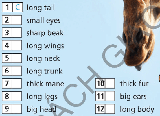 Tiếng Anh 6 Right on Unit 5c Vocabulary (trang 92)