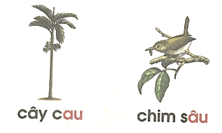 au, âu – Bài 107 – Tiếng Việt lớp 1 (trang 26 → 27) - Cánh diều