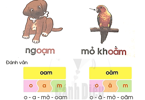 oam, oăm – Bài 118 – Tiếng Việt lớp 1 (trang 44 → 45) - Cánh diều