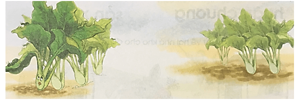 oăn, oăt – Bài 120 – Tiếng Việt lớp 1 (trang 48 → 49) - Cánh diều