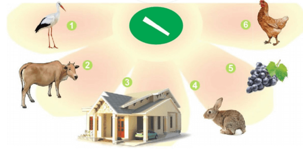cà, cá – Bài 2 – Tiếng Việt lớp 1 (trang 8→ 9) - Cánh diều