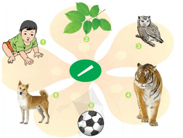 cà, cá – Bài 2 – Tiếng Việt lớp 1 (trang 8→ 9) - Cánh diều