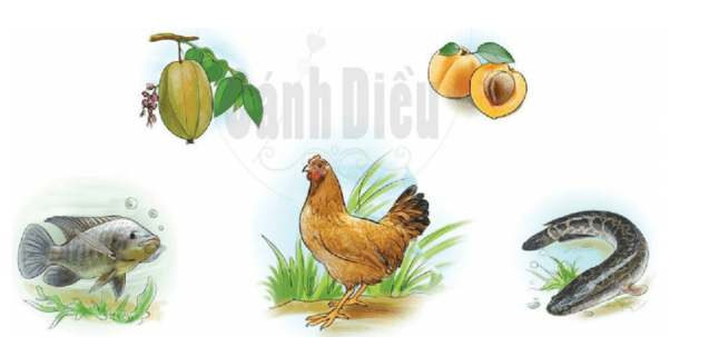 qu, r – Bài 24 – Tiếng Việt lớp 1 (trang 46 → 47) - Cánh diều
