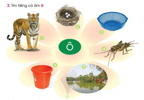 o, ô – Bài 4 – Tiếng Việt lớp 1 (trang 12 → 13) - Cánh diều