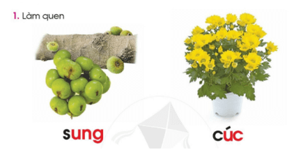 ung, uc – Bài 88 – Tiếng Việt lớp 1 (trang 156 → 157) - Cánh diều