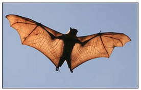 Trắc nghiệm Tiếng Việt lớp 1 Bài 101 (có đáp án): ôi, ơi | Cánh diều