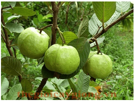 Trắc nghiệm Tiếng Việt lớp 1 Bài 105 (có đáp án): Ôn tập | Cánh diều