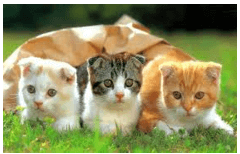 Trắc nghiệm Tiếng Việt lớp 1 Bài 106 (có đáp án): ao, eo | Cánh diều (ảnh 31)