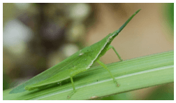 Trắc nghiệm Tiếng Việt lớp 1 Bài 106 (có đáp án): ao, eo | Cánh diều