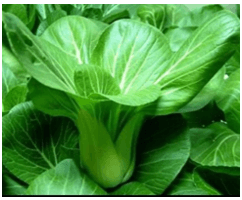 Trắc nghiệm Tiếng Việt lớp 1 Bài 111 (có đáp án): Ôn tập | Cánh diều