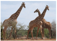 Trắc nghiệm Tiếng Việt lớp 1 Bài 112 (có đáp án): ưu, ươu | Cánh diều