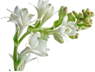 Trắc nghiệm Tiếng Việt lớp 1 Bài 114 (có đáp án): uê, uơ | Cánh diều