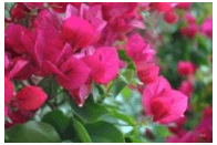 Trắc nghiệm Tiếng Việt lớp 1 Bài 115 (có đáp án): uy, uya | Cánh diều