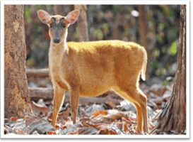 Trắc nghiệm Tiếng Việt lớp 1 Bài 130 (có đáp án): oăng, oac | Cánh diều