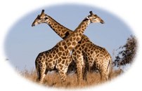 Trắc nghiệm Tiếng Việt lớp 1 Bài 130 (có đáp án): oăng, oac | Cánh diều