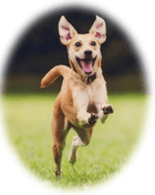 Trắc nghiệm Tiếng Việt lớp 1 Bài 130 (có đáp án): oăng, oac | Cánh diều