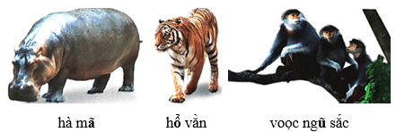 Vui học ở Thảo cầm viên – Bài 2 – Tiếng Việt lớp 1 (trang 83 → 85) - Chân trời sáng tạo