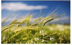 Trắc nghiệm Tiếng Việt lớp 1 Bài 1 (có đáp án): Buổi học cuối năm| Chân trời sáng tạo