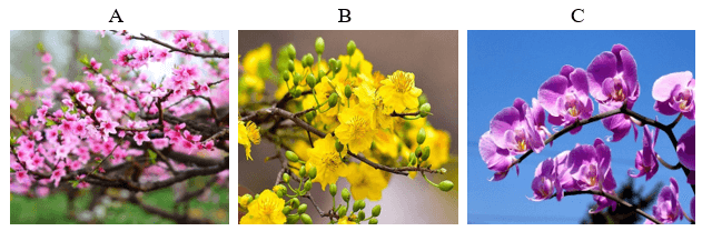 Trắc nghiệm Tiếng Việt lớp 1 Bài 1 (có đáp án): Chào xuân | Chân trời sáng tạo