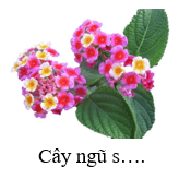 Trắc nghiệm Tiếng Việt lớp 1 Bài 2 (có đáp án): ă, ăc | Chân trời sáng tạo