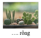 Trắc nghiệm Tiếng Việt lớp 1 Bài 2 (có đáp án): uông, ương | Chân trời sáng tạo