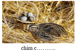 Trắc nghiệm Tiếng Việt lớp 1 Bài 3 (có đáp án): Làng gốm Bát Tràng | Chân trời sáng tạo