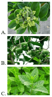 Trắc nghiệm Tiếng Việt lớp 1 Bài 3 (có đáp án): Nữ hoàng của đảo| Chân trời sáng tạo