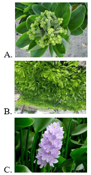 Trắc nghiệm Tiếng Việt lớp 1 Bài 3 (có đáp án): Nữ hoàng của đảo| Chân trời sáng tạo