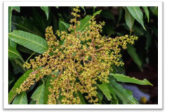 Trắc nghiệm Tiếng Việt lớp 1 Bài 3 (có đáp án): oai, oay, oac | Chân trời sáng tạo