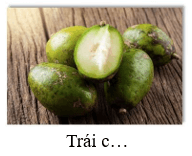 Trắc nghiệm Tiếng Việt lớp 1 Bài 3 (có đáp án): oc, ôc | Chân trời sáng tạo