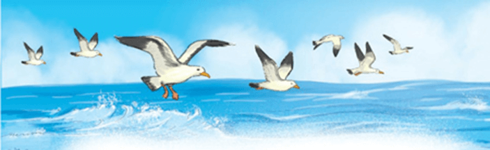 Loài chim của biển cả – Bài 1 – Tiếng Việt lớp 1 (trang 104 → 107) - Kết nối tri thức