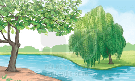 Cây liễu dẻo dai – Bài 5 – Tiếng Việt lớp 1 (trang 118 → 121) - Kết nối tri thức