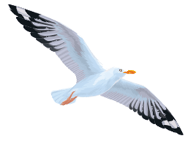 Trắc nghiệm Tiếng Việt lớp 1 Bài 1 (có đáp án): Loài chim của biển cả - Kết nối tri thức