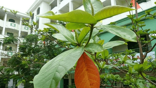 Trắc nghiệm Tiếng Việt lớp 1 Bài 4 (có đáp án): Cây bàng và lớp học | Kết nối tri thức