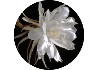 Trắc nghiệm Tiếng Việt lớp 1 Bài 4 (có đáp án): Quạt cho bà ngủ | Kết nối tri thức