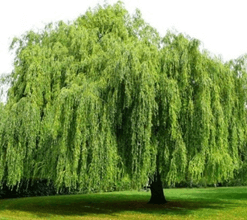 Trắc nghiệm Tiếng Việt lớp 1 Bài 5 (có đáp án): Cây liễu dẻo dai | Kết nối tri thức