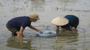Trắc nghiệm Tiếng Việt lớp 1 Bài 5 (có đáp án): Nhớ ơn | Kết nối tri thức