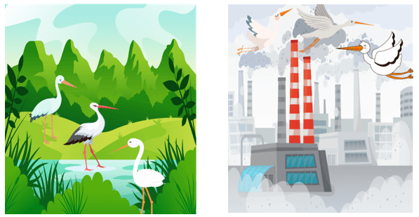 Trắc nghiệm Tiếng Việt lớp 1 Bài 5 (có đáp án): Những cánh cò | Kết nối tri thức