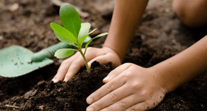 Trắc nghiệm Tiếng Việt lớp 1 Bài 7 (có đáp án): Hoa phượng | Kết nối tri thức