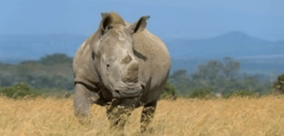 Trắc nghiệm Tiếng Việt lớp 1 Bài 6 (có đáp án): Ôn tập | Kết nối tri thức