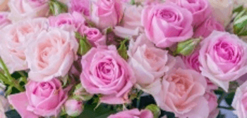 Trắc nghiệm Tiếng Việt lớp 1 Bài 6 (có đáp án): Ôn tập | Kết nối tri thức