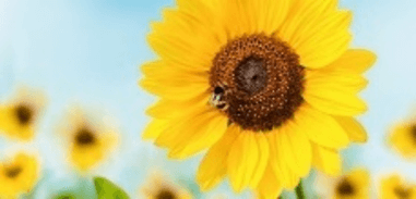 Trắc nghiệm Tiếng Việt lớp 1 Bài 6 (có đáp án): Ôn tập | Kết nối tri thức